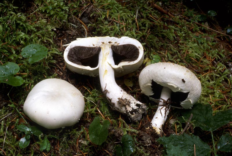 Agaricus inapertus